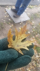 Acer saccharinum