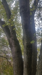 Acer saccharinum