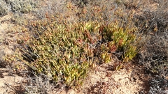 Cotyledon papillaris
