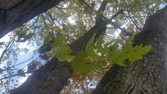 Acer saccharinum