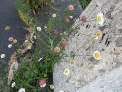 Erigeron karvinskianus image