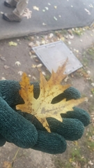 Acer saccharinum