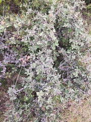 Quercus striatula
