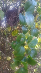 Smilax