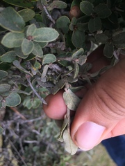 Quercus striatula