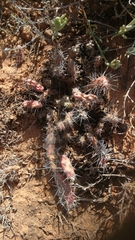 Opuntia aurantiaca