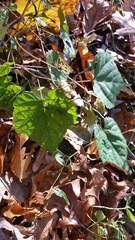 Ampelopsis glandulosa