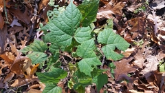 Ampelopsis glandulosa