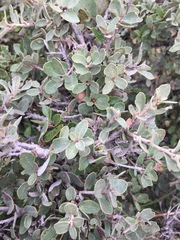 Quercus striatula