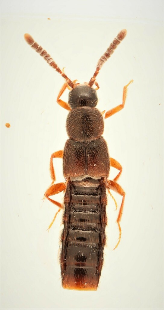 Amarochara forticornis