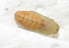 Pseudonacaduba sichela sichela