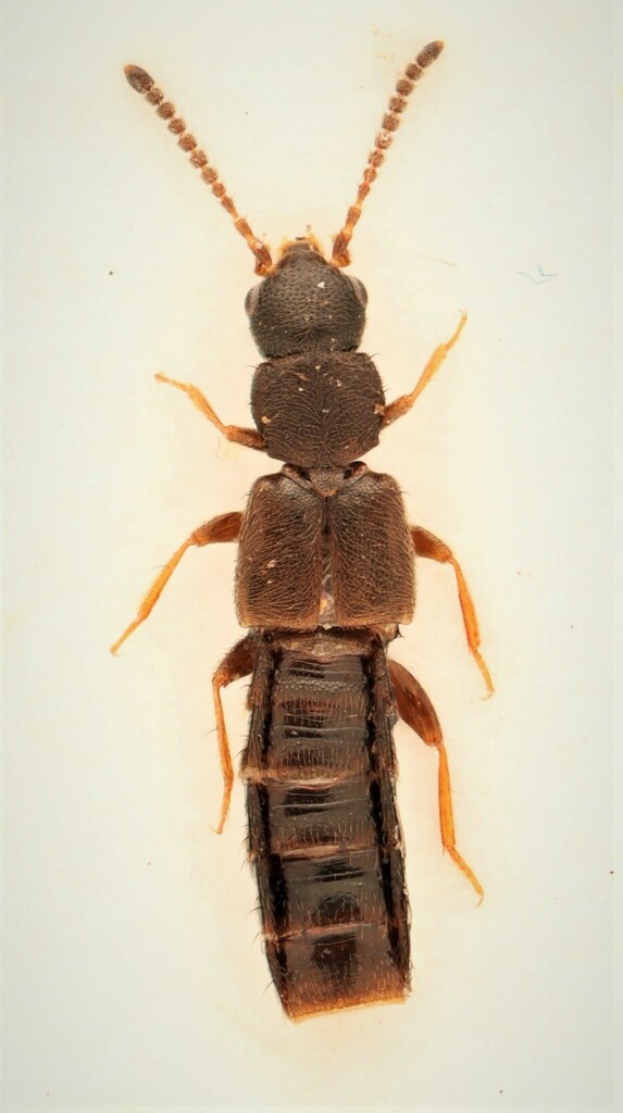 Rove beetle