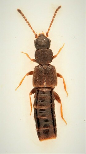 Rove beetle