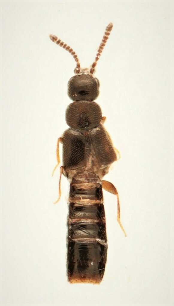 Atheta glabricula