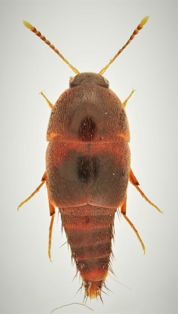 Sepedophilus crassus