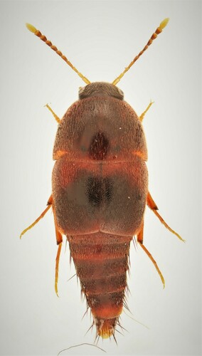 Sepedophilus crassus