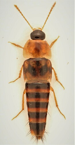 Tachyporus lecontei