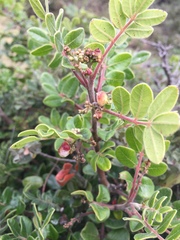 Rhus pachyrrhachis