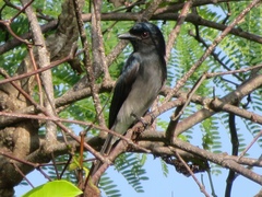 Dicrurus caerulescens