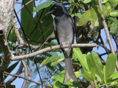 Dicrurus caerulescens