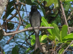 Dicrurus caerulescens