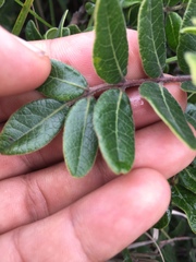 Rhus pachyrrhachis
