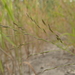 Eragrostis pectinacea - Photo (c) Barbara L. Wilson, algunos derechos reservados (CC BY-NC), subido por Barbara L. Wilson