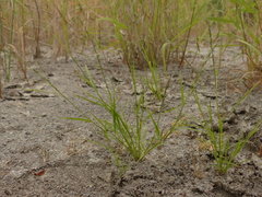 Eragrostis pectinacea pectinacea