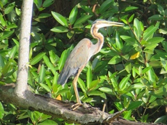 Ardea purpurea