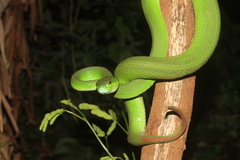 Trimeresurus insularis