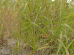 Eragrostis pectinacea pectinacea