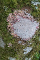 Herpothallon