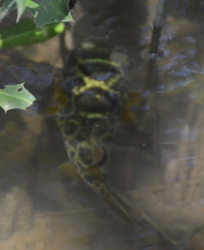 Dichotomyctere fluviatilis