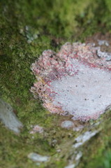Herpothallon