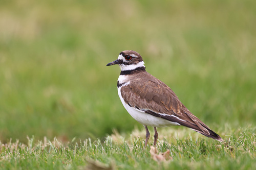 Killdeer photographed in Pennsylvania