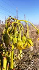 Cotyledon campanulata