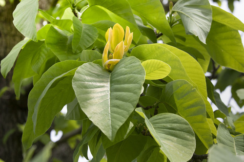 Magnolia acuminata