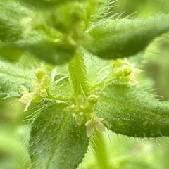 Pedmont Bedstraw (Galium pedemontanum)
