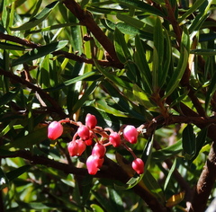 Comarostaphylis polifolia