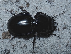 Pasimachus subsulcatus