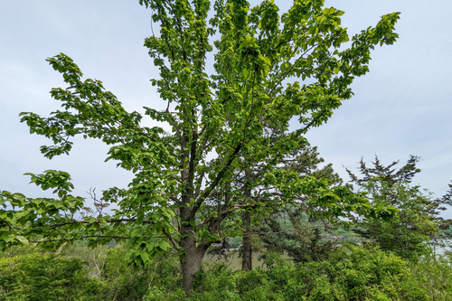 Magnolia acuminata