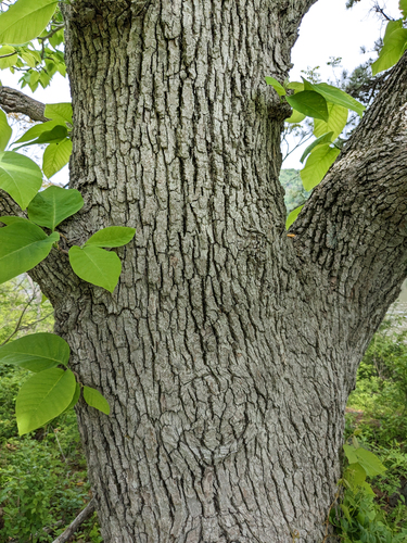 Magnolia acuminata