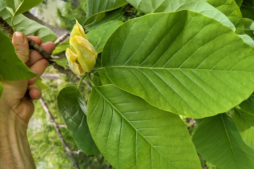 Magnolia acuminata