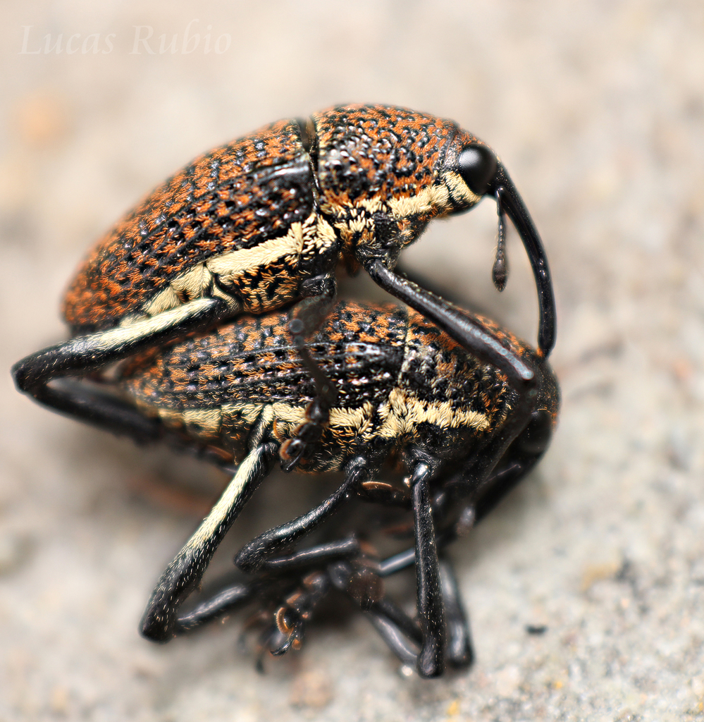 Neoerethistes lateralis