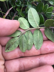 Rhus pachyrrhachis
