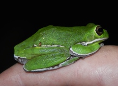 Hyla gratiosa