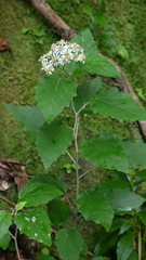 Pericallis appendiculata image