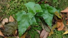 Asplenium hemionitis image