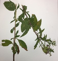 Saponaria officinalis
