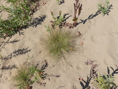 Eragrostis pectinacea pectinacea